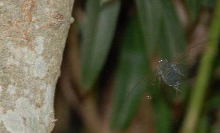 �c�N�c�N�{�E�V